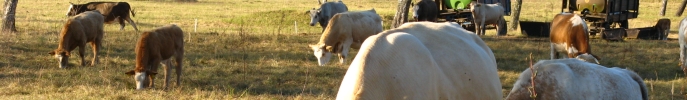 Naturschutz Brandenburg: Massentierhaltung / Industrielle Tierproduktion